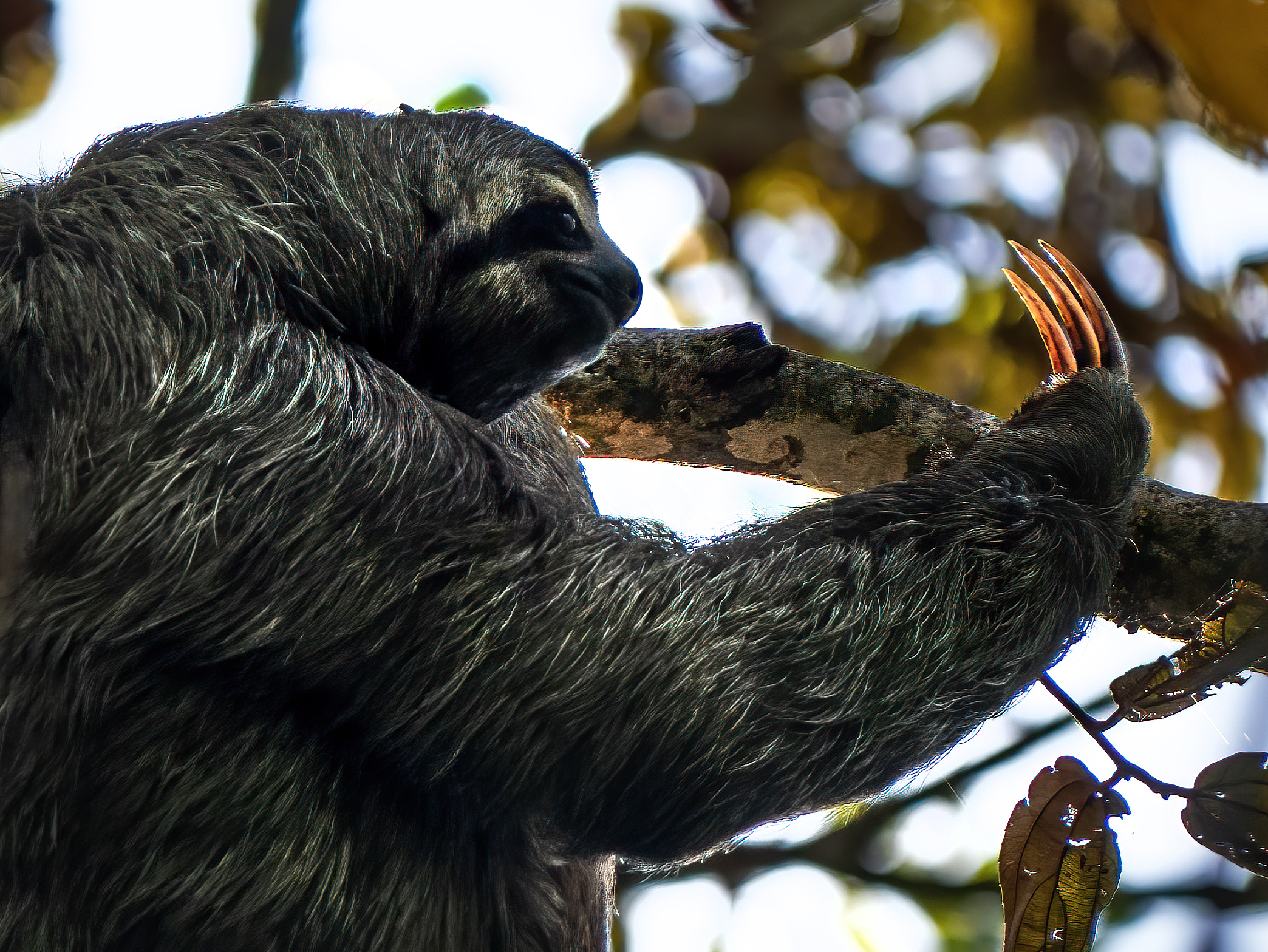 Read more about the article Brown-Throated Sloth