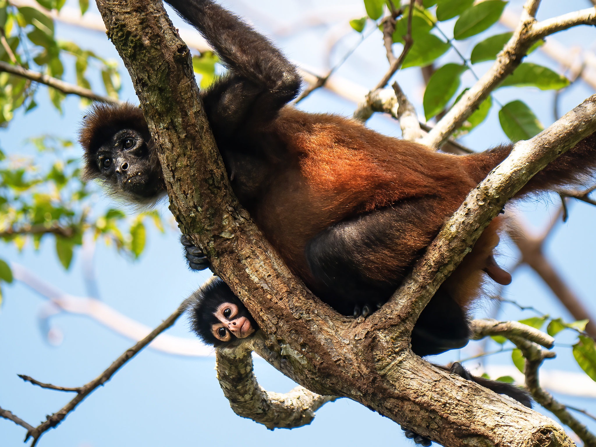 Read more about the article Spider Monkey with Baby