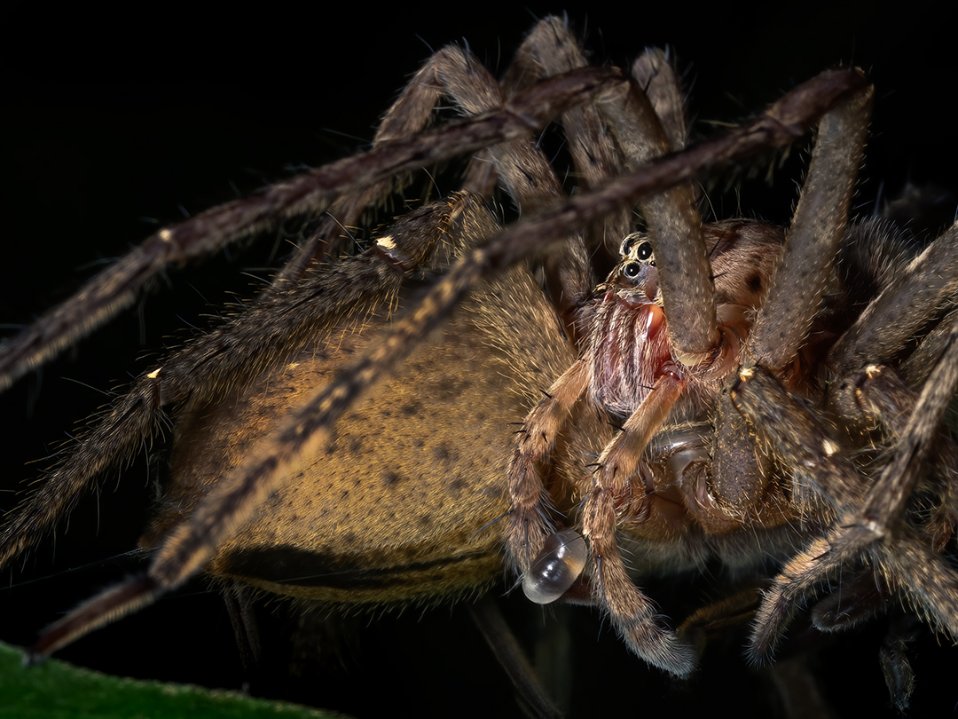 Read more about the article Spiders Mating