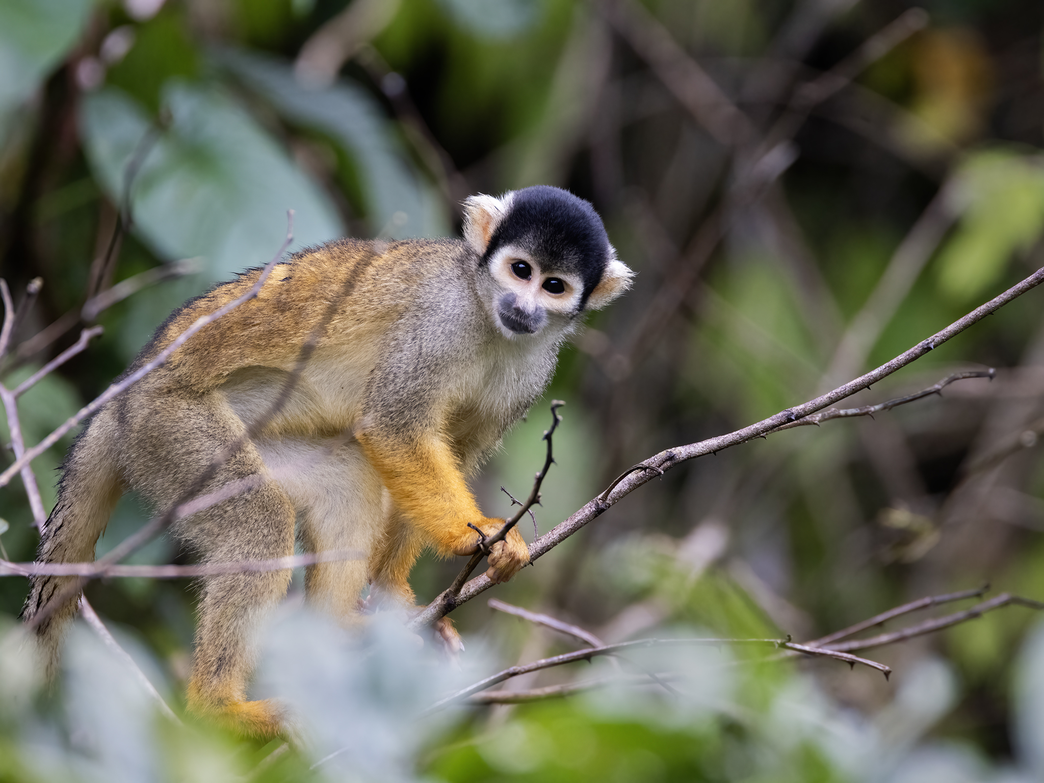 You are currently viewing Squirrel Monkey