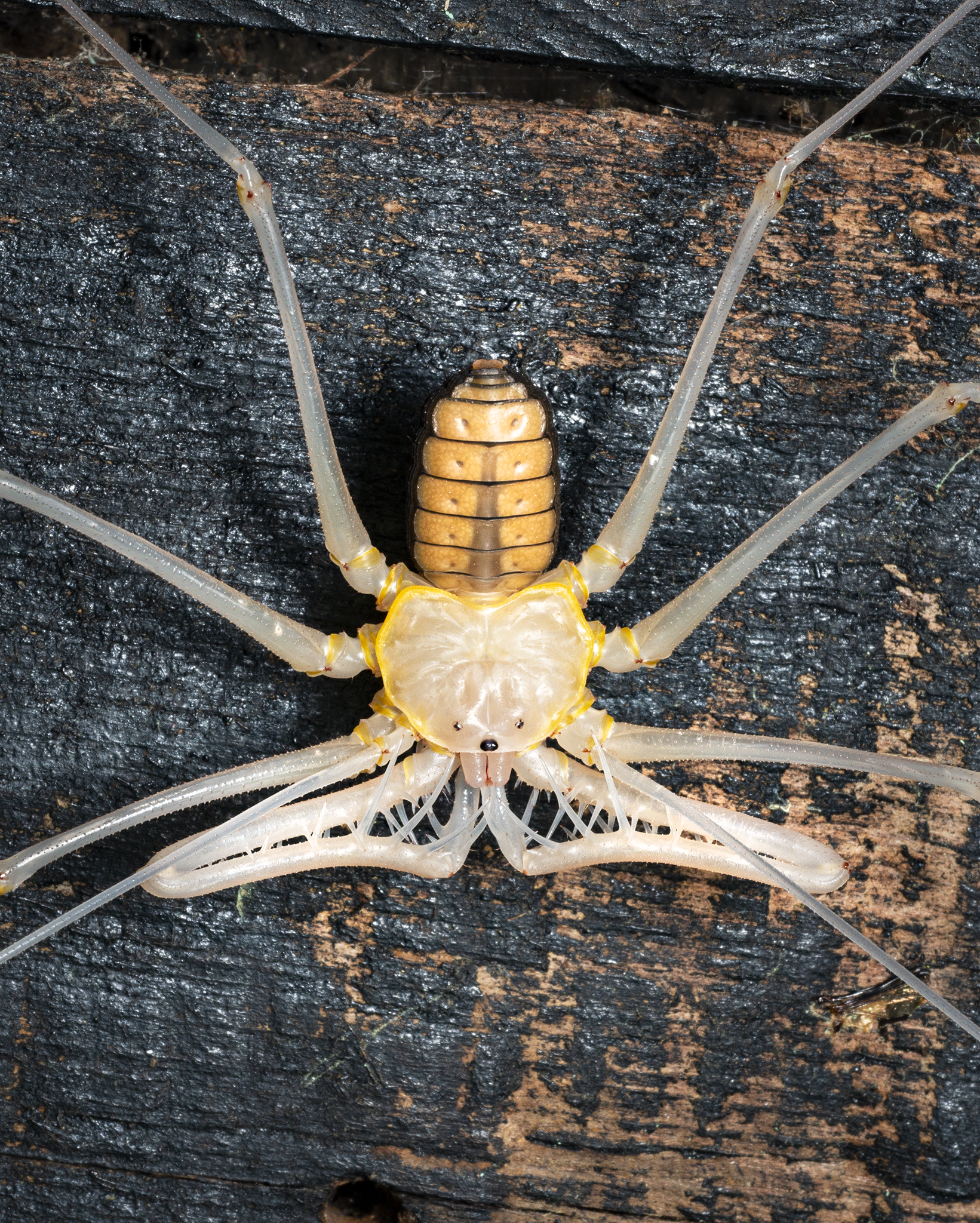 Read more about the article Moulted Whip Scorpion