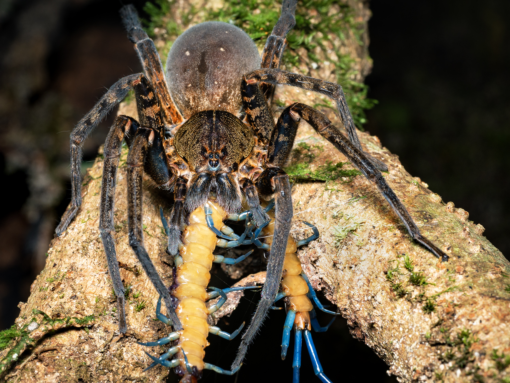 Read more about the article Wandering Spider with Centipede
