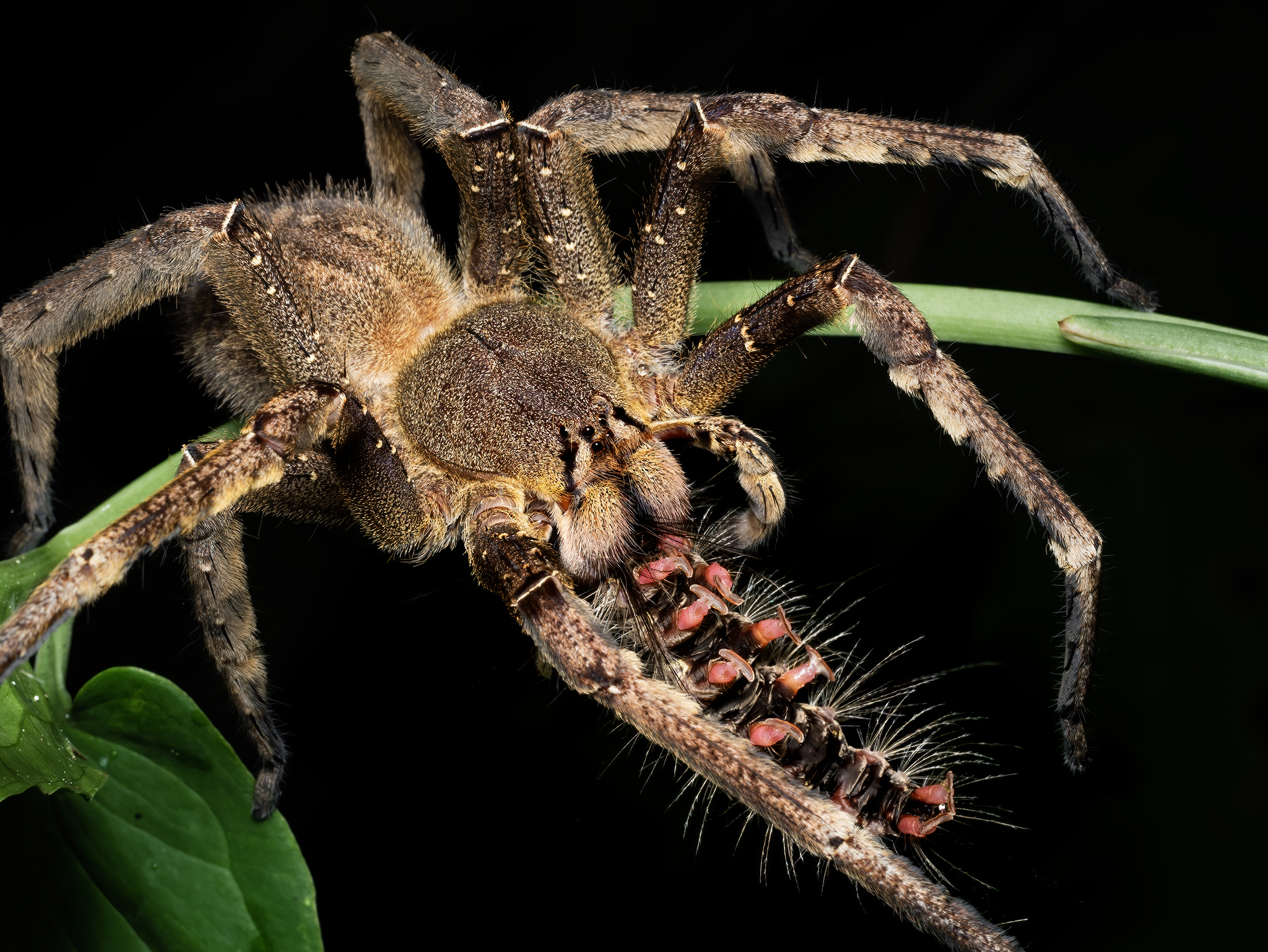 Read more about the article Wandering Spider with Caterpillar