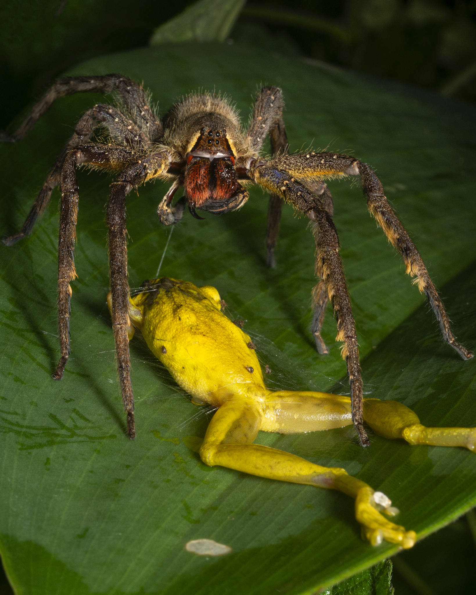 Read more about the article Wandering Spider with Frog