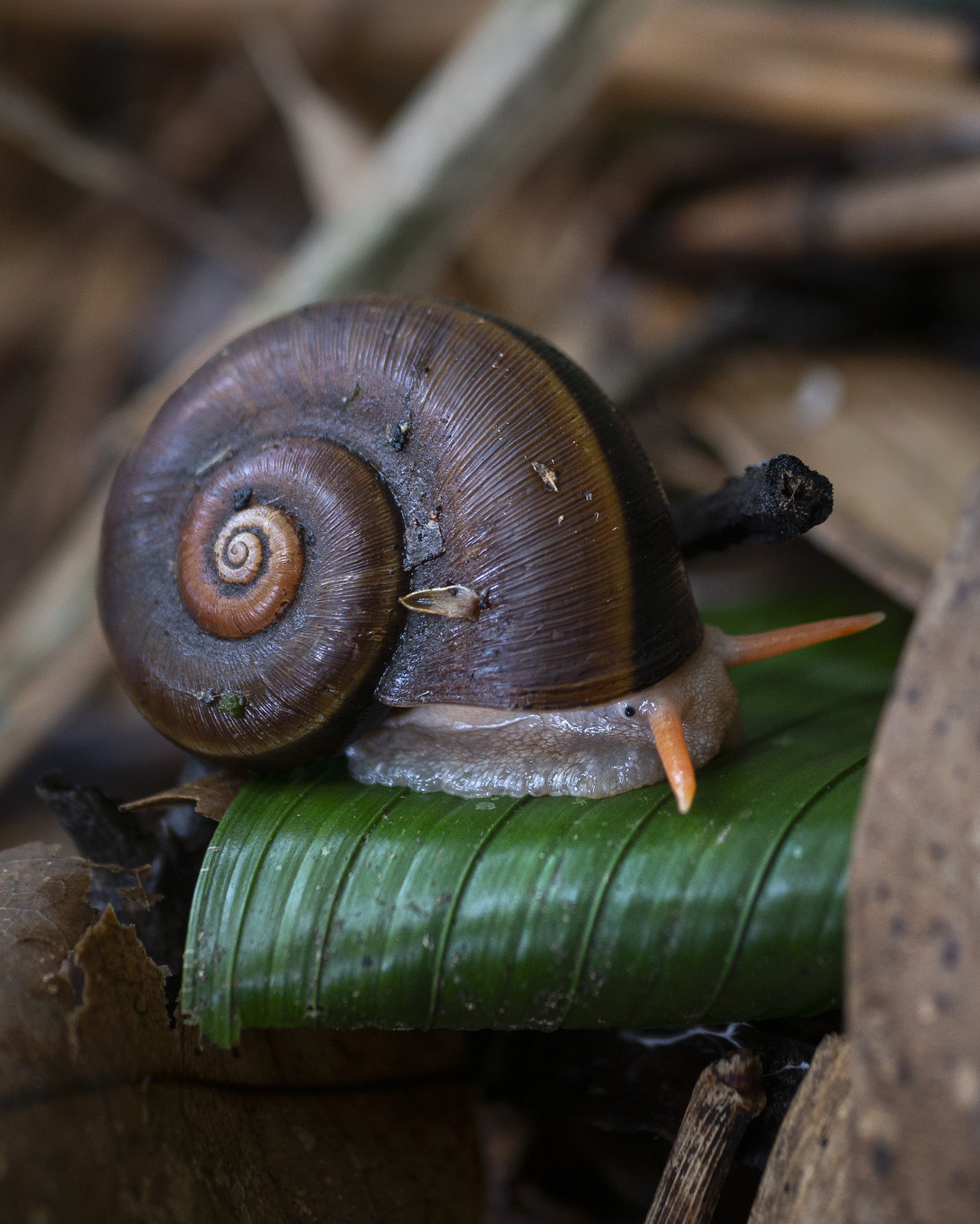 Read more about the article Tropical Land Snail