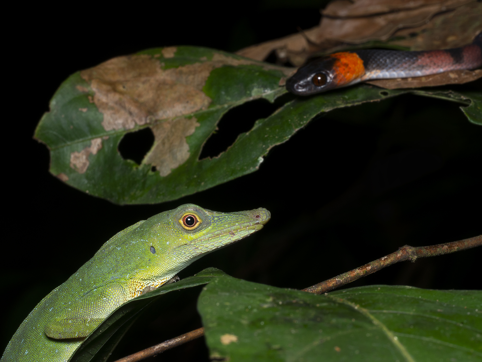 You are currently viewing Anole with Snake
