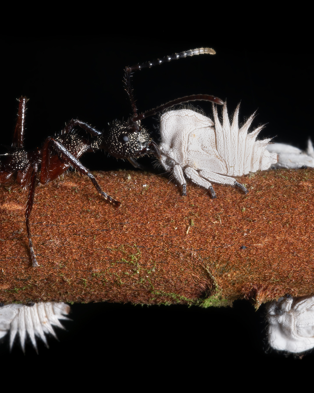Read more about the article Agricultural Ants
