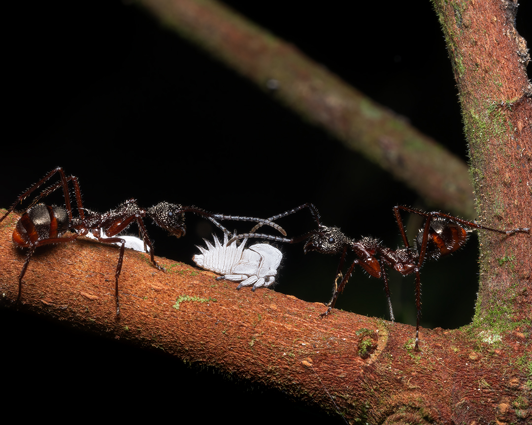 Read more about the article Agricultural Ants