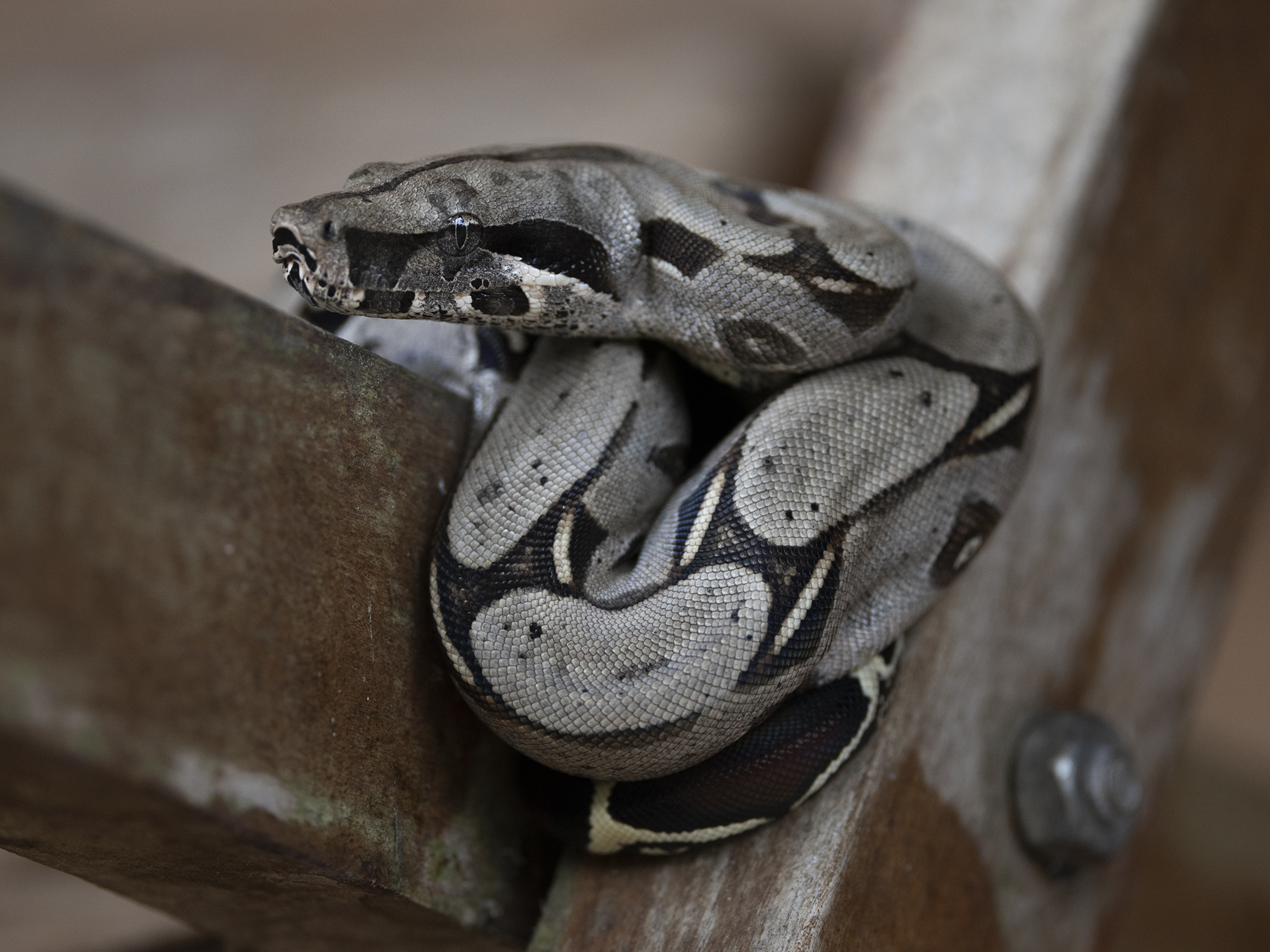 Read more about the article Boa Constrictor