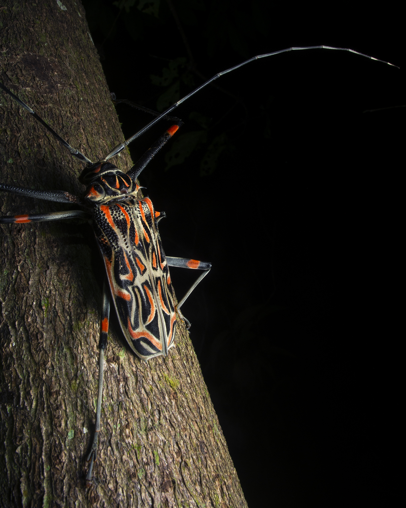 Read more about the article Harlequin Beetle