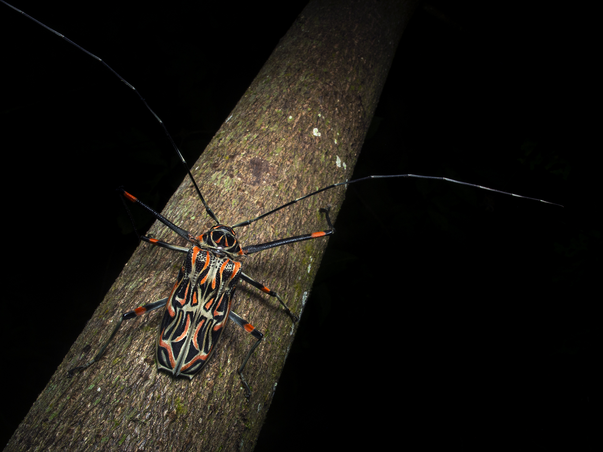 Read more about the article Harlequin Beetle