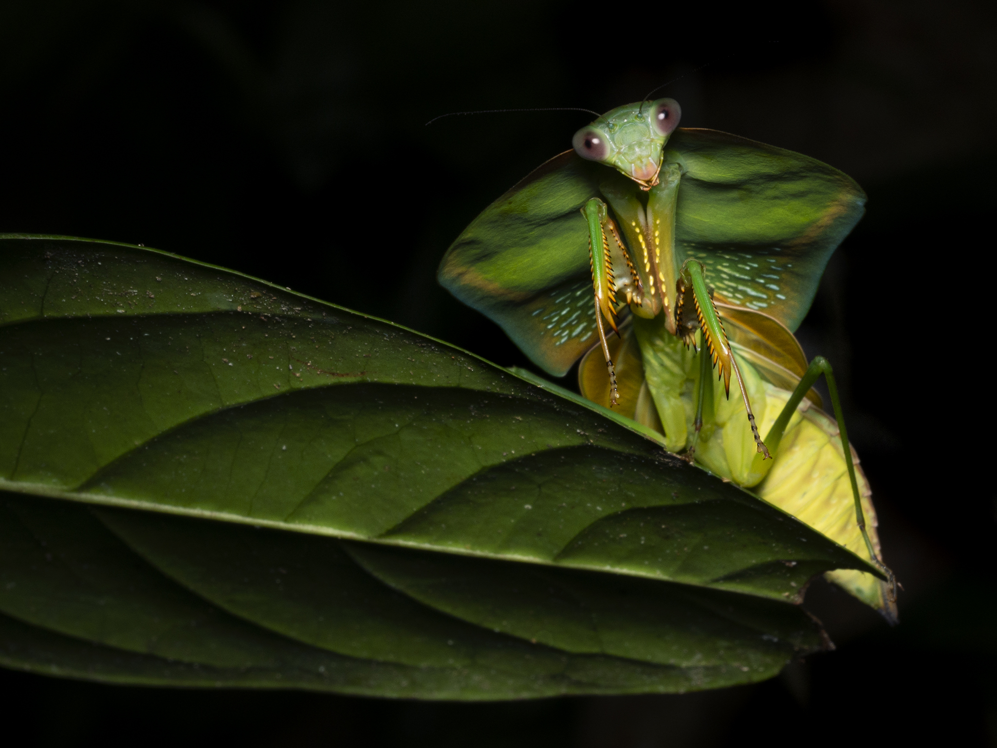 Read more about the article Hooded Mantis