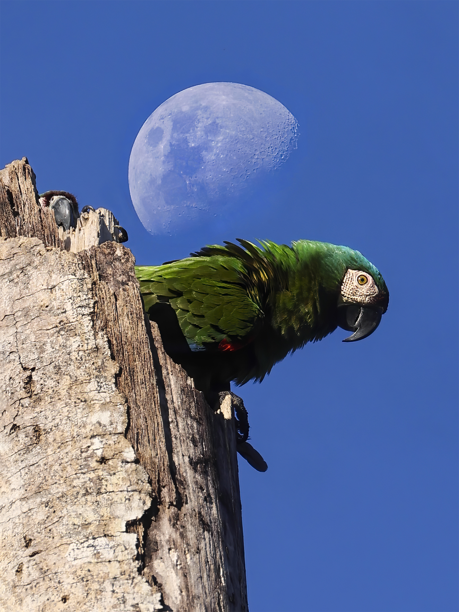 Read more about the article Chestnut-Fronted Macaw