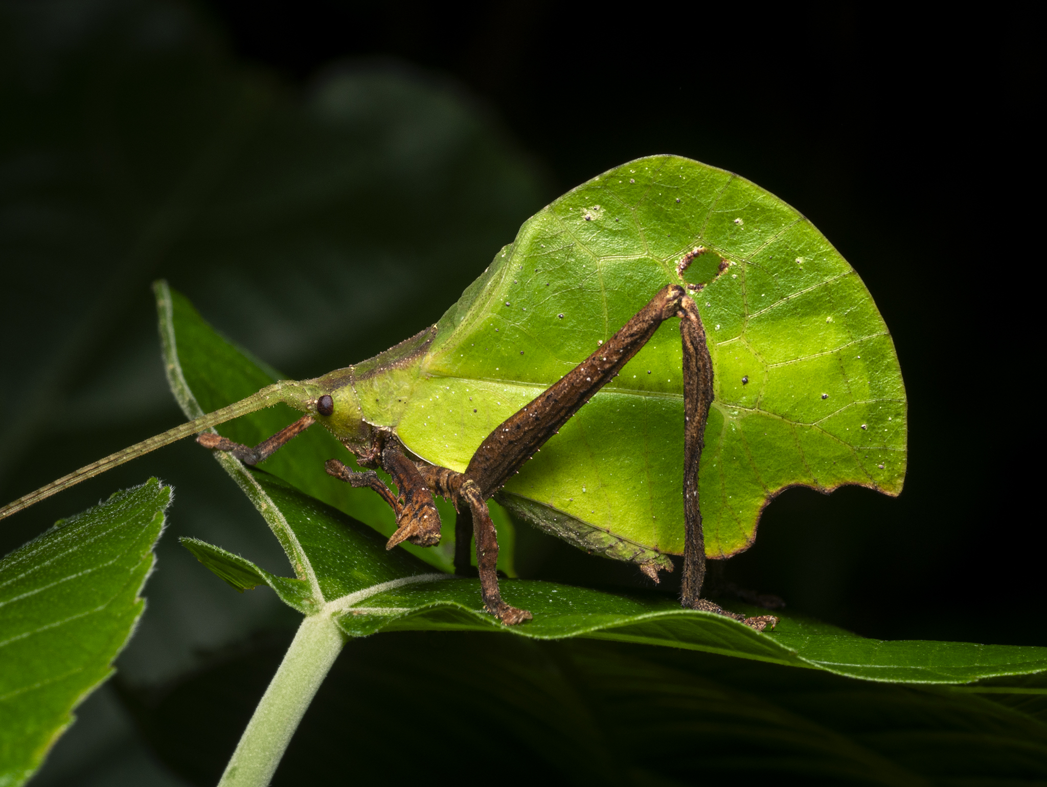 You are currently viewing Neotropical Leaf Katydid